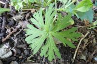 Geranium dissectum