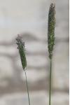Alopecurus pratensis