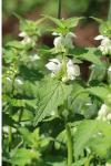 Lamium album