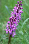 Orchis mascula