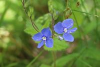 Veronica chamaedrys