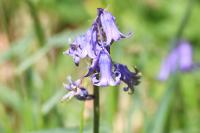 Hyacinthoides non-scripta