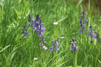 Hyacinthoides non-scripta
