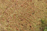 Azolla filiculoides