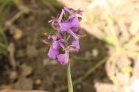 Anacamptis morio