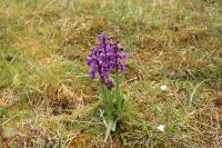 Anacamptis morio