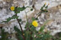 Sonchus oleraceus
