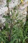 Sonchus oleraceus