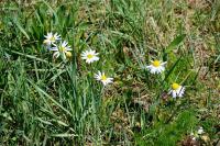 Anthemis