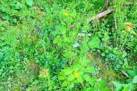 Chelidonium majus