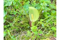 Arum italicum