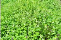 Lamium album