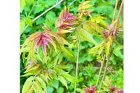 Fraxinus excelsior