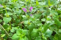 Lamium maculatum