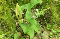 Arum maculatum