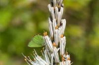 Asphodelus albus