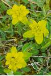 Euphorbia