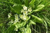 Primula vulgaris