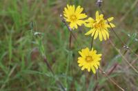 Tragopogon pratensis