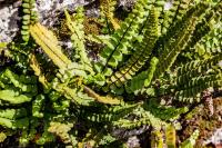 Asplenium trichomanes