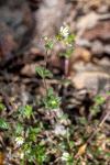 Cerastium pumilum