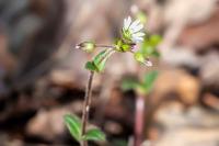 Cerastium pumilum