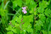Geranium robertianum