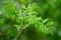 Fraxinus excelsior