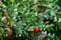 Ruscus aculeatus