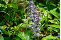 Ajuga reptans