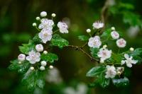 Crataegus monogyna