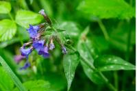 Pulmonaria officinalis