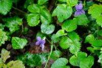 Viola riviniana