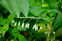 Polygonatum multiflorum
