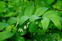 Polygonatum multiflorum