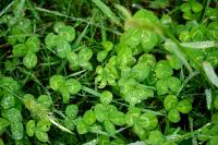 Trifolium repens