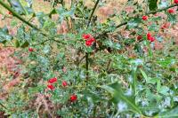 Ilex aquifolium