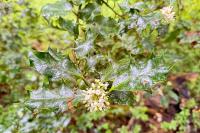 Ilex aquifolium