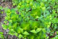 Euphorbia amygdaloides