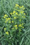 Barbarea vulgaris