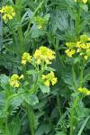 Barbarea vulgaris