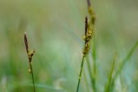 Carex liparocarpos