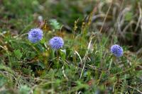 Globularia bisnagarica