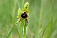 Ophrys aranifera