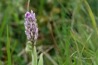 Orchis simia
