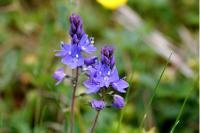 Veronica saturejifolia
