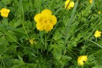 Ranunculus repens