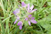 Erodium moschatum