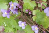 Cymbalaria muralis
