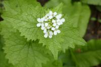 Alliaria petiolata